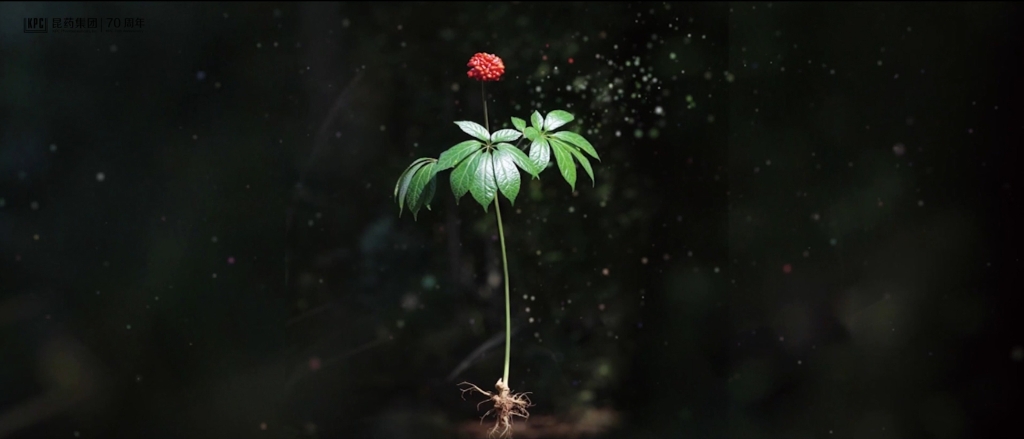 听，三七在说话